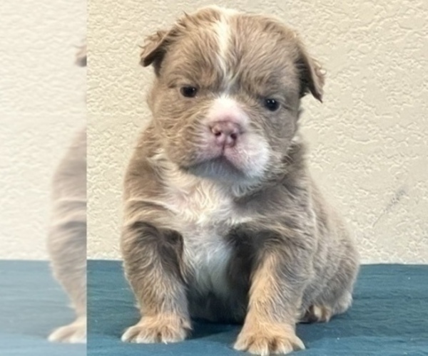 Medium Photo #4 English Bulldog Puppy For Sale in SAVANNAH, GA, USA