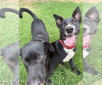Small #33 Labrador Retriever Mix
