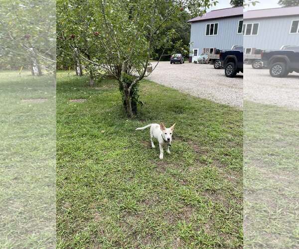 Medium Photo #3 Mutt Puppy For Sale in pomfret, CT, USA