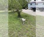 Small #2 Mutt