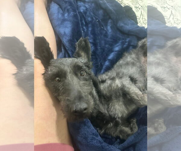 Medium Photo #1 Skye Terrier Puppy For Sale in St. Louis Park, MN, USA