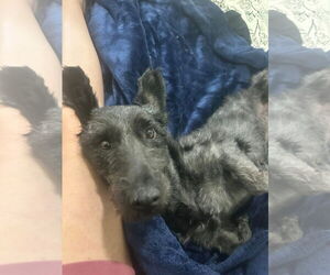 Skye Terrier Dogs for adoption in St. Louis Park, MN, USA