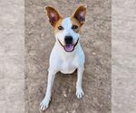 Small American Pit Bull Terrier