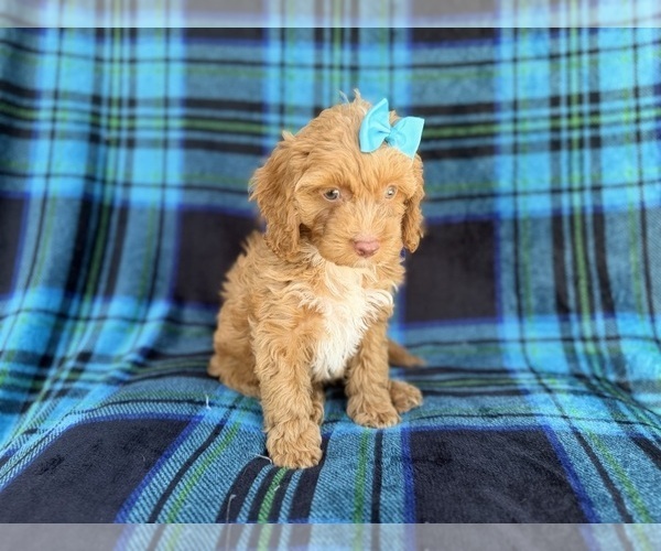 Medium Photo #2 Cock-A-Poo Puppy For Sale in LAKELAND, FL, USA