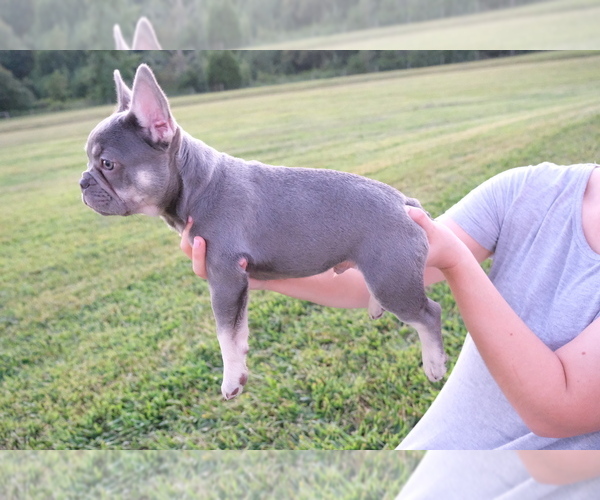 Medium Photo #10 French Bulldog Puppy For Sale in CROUSE, NC, USA