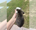 Small #8 Great Dane