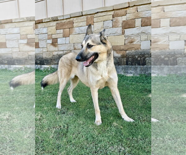 Medium Photo #2 German Shepherd Dog-Unknown Mix Puppy For Sale in PIPE CREEK, TX, USA