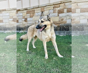 Priscilla - Female German Shepherd Dog-Unknown Mix Dog for Adoption - Photo #2
