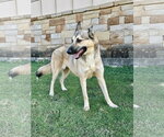 Small #1 German Shepherd Dog Mix
