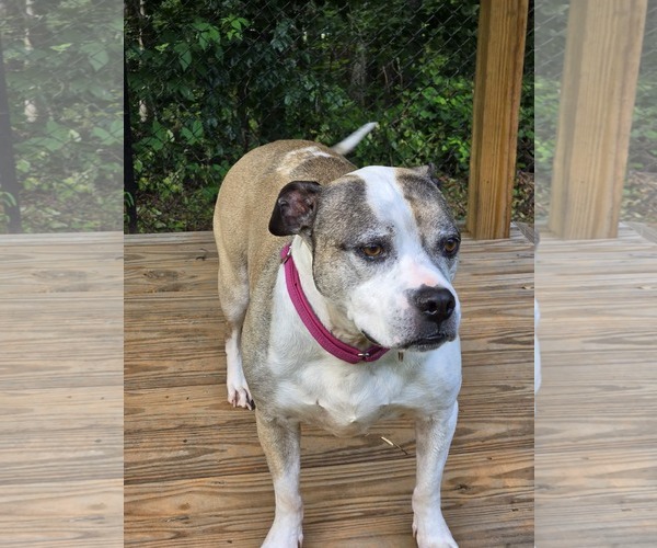Medium Photo #3 American Bulldog-American Staffordshire Terrier Mix Puppy For Sale in Lakemont, GA, USA