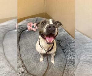 Mutt Dogs for adoption in Chula Vista, CA, USA