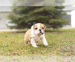 Small Photo #3 Bulldog Puppy For Sale in WARSAW, IN, USA