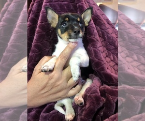 Rat Terrier Puppy for sale in BERKELEY SPGS, WV, USA