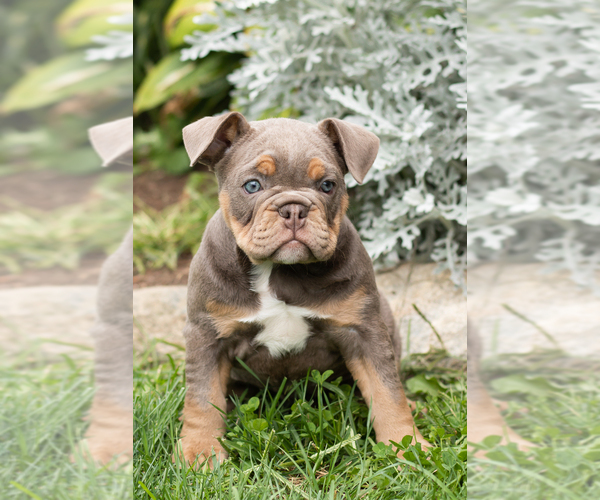 Medium Photo #1 English Bulldog-Olde English Bulldogge Mix Puppy For Sale in MILFORD, IN, USA