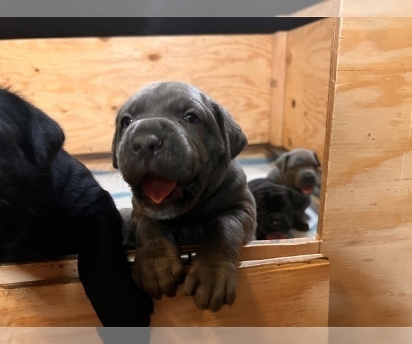 Medium Photo #7 Cane Corso Puppy For Sale in HOLTVILLE, CA, USA