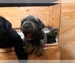 Small Photo #7 Cane Corso Puppy For Sale in HOLTVILLE, CA, USA