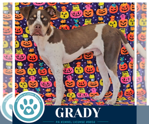 Grady 101726 - Male Mutt Dog for Adoption - Photo #2