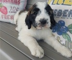 Small Photo #3 Saint Berdoodle Puppy For Sale in LEWISBURG, KY, USA