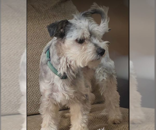Medium Photo #2 Mutt Puppy For Sale in Cranston, RI, USA