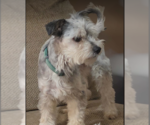 Small #1 Mutt