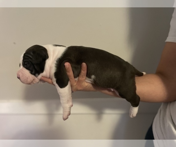Medium Photo #5 American Bully Puppy For Sale in NAUGATUCK, CT, USA