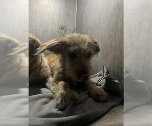 Mutt Dogs for adoption in San Antonio, TX, USA