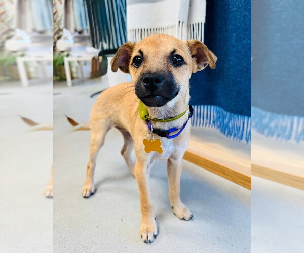 Medium Photo #5 Chihuahua-Unknown Mix Puppy For Sale in Marina Del Rey, CA, USA