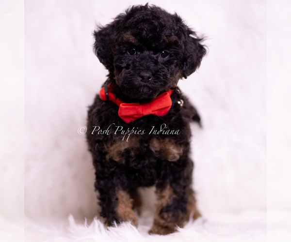 Medium Photo #2 Poodle (Toy) Puppy For Sale in WARSAW, IN, USA