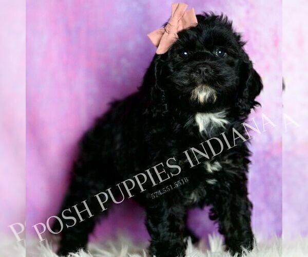 Medium Photo #37 Cavapoo (Miniature) Puppy For Sale in WARSAW, IN, USA
