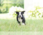 Small Photo #7 Boston Terrier Puppy For Sale in WARSAW, IN, USA
