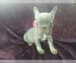 Puppy Pink French Bulldog