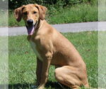 Small #2 Retriever  Mix