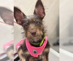 Small Jack Russell Terrier-Miniature Schnauzer Mix