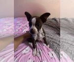 Small #2 Boston Terrier