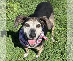Small Beagle Mix