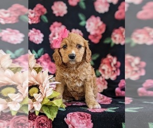 Cock-A-Poo Puppy for sale in NOTTINGHAM, PA, USA