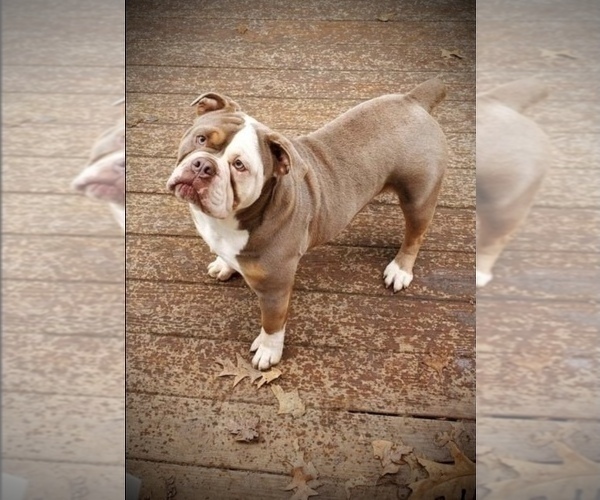 Medium Photo #1 Olde English Bulldogge Puppy For Sale in FLINT, MI, USA