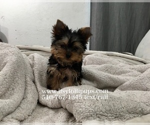 Yorkshire Terrier Puppy for sale in HAYWARD, CA, USA