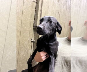 Labrador Retriever-Unknown Mix Dogs for adoption in Benton, PA, USA