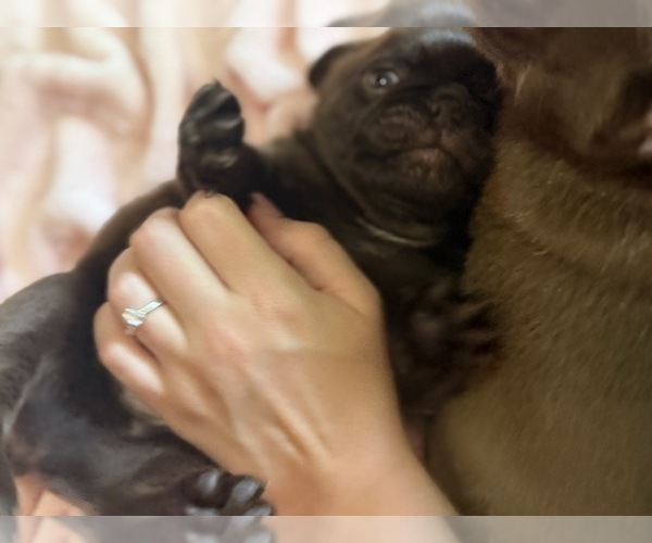 Medium Photo #7 Pug Puppy For Sale in BLOOMINGTON, IL, USA