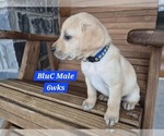 Small #3 Labrador Retriever