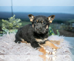 Puppy Ruthie German Shepherd Dog