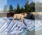 Small #1 French Bulldog
