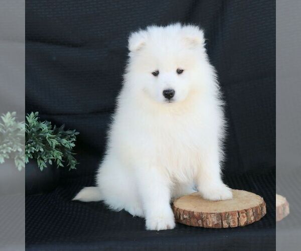 Medium Photo #4 Samoyed Puppy For Sale in GORDONVILLE, PA, USA