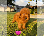 Small #14 Goldendoodle (Miniature)