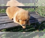 Small Photo #3 Golden Retriever Puppy For Sale in LEON, KS, USA