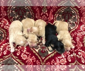 English Cream Golden Retriever-Poodle (Miniature) Mix Puppy for sale in DOSS, MO, USA