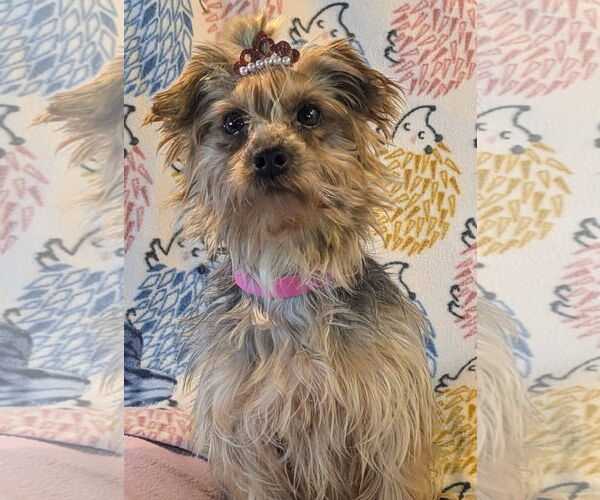 Medium Photo #1 Mutt Puppy For Sale in Bon Carbo, CO, USA