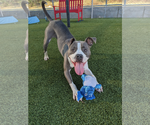 Small #1 American Pit Bull Terrier Mix