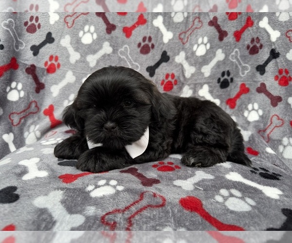 Medium Photo #5 Zuchon Puppy For Sale in LAKELAND, FL, USA